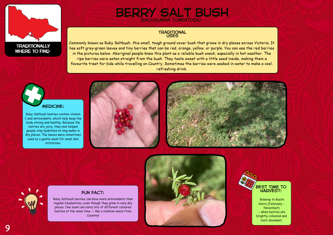 Bush Tucker Berries